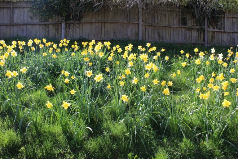 Transform Your Backyard with These Essential Gardening Tips