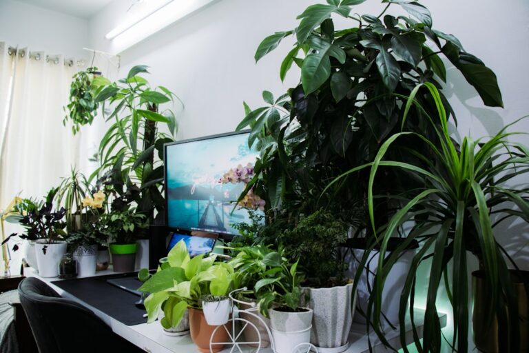 Top 10 Indoor Plants That Thrive in Low Light Conditions