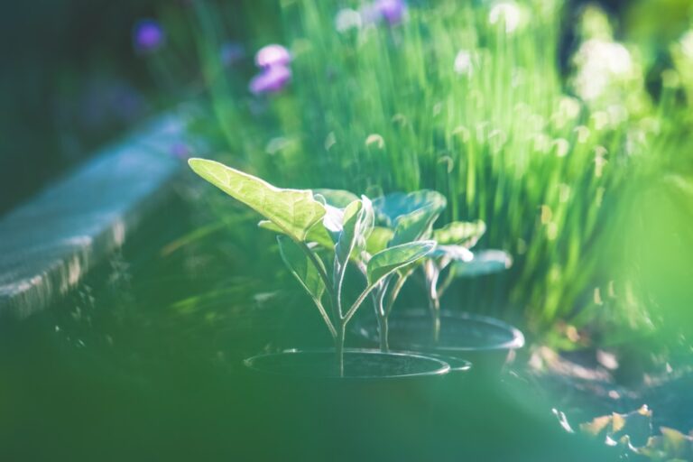 Exploring the Benefits of Raised Bed Gardening Techniques