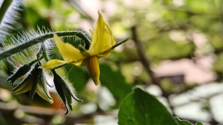 A Beginner’s Journey into the World of Vegetable Gardening