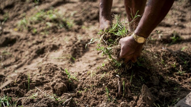 Understanding Soil Health: The Key to Thriving Gardens